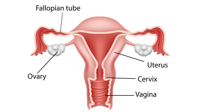 female reproductive anatomy