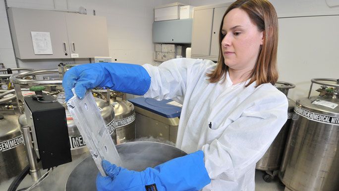 Stem cell transplant cryopreservation