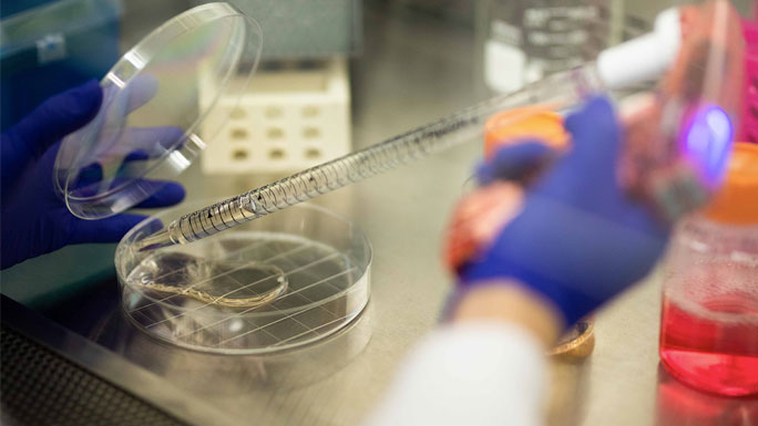 long pipette, petri dish