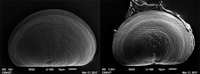Mussel comparison
