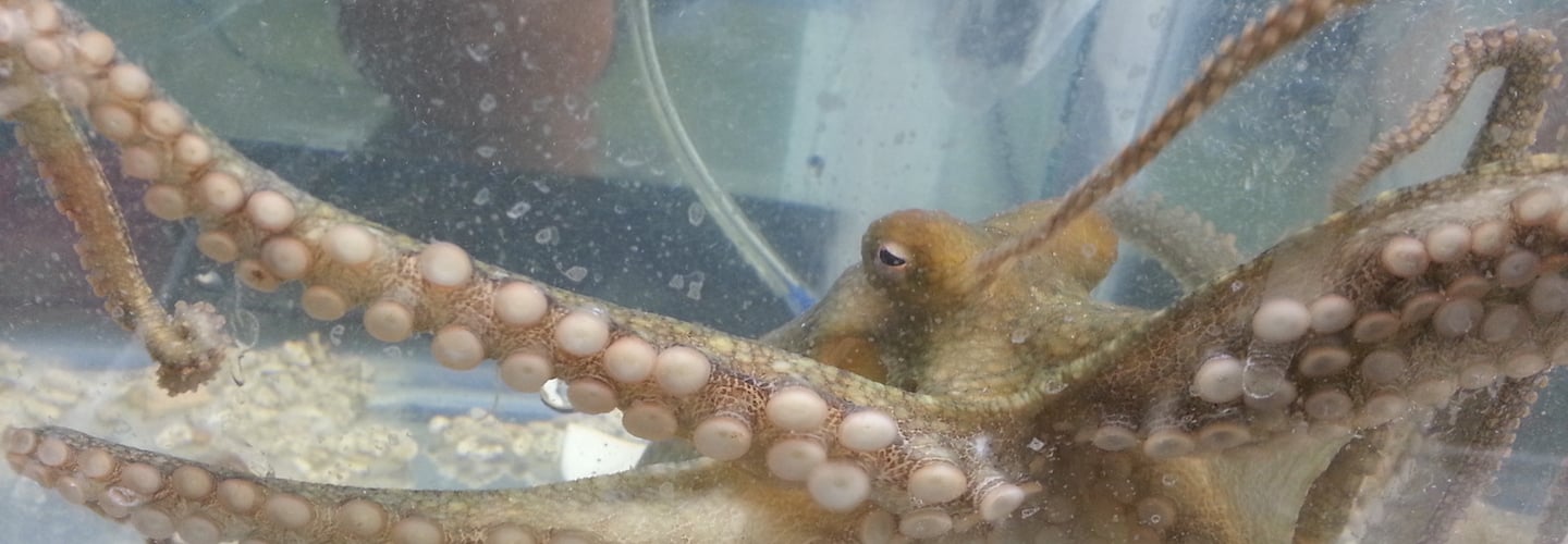 California two-spot octopus
