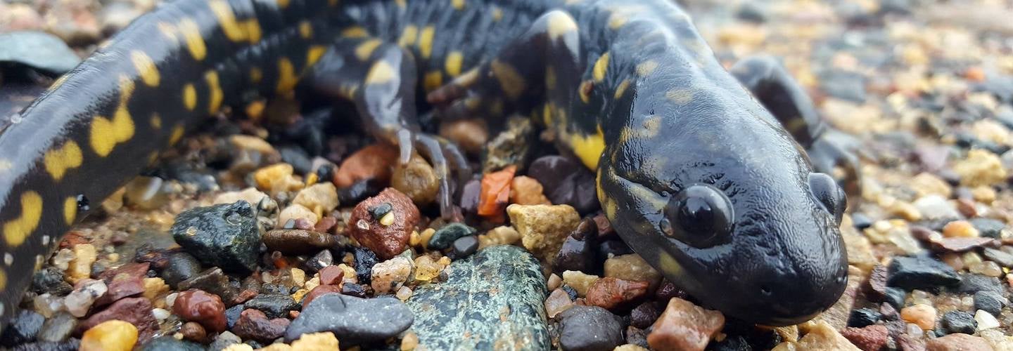 Tiger salamander