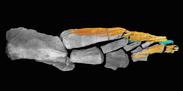 A gif of a 3D model of the CT scan of the fin skeleton rotating against a black background
