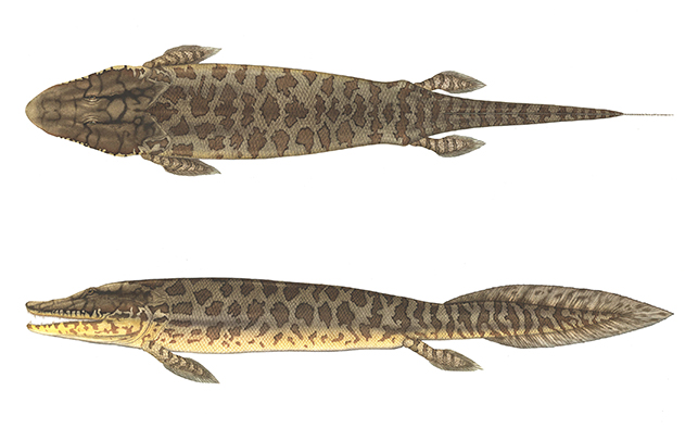 Tiktaalik seen from above looks a bit like alligator with a fish tail. The fishapod has 4 fins and a long finned tail. It's covered in leopard like dark spots 