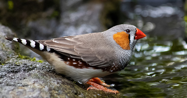 Zebra finch