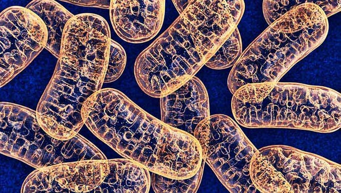 Cell mitochondria