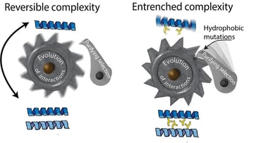 A ratchet-like mechanism makes the evolution of useless complexity irreversible.