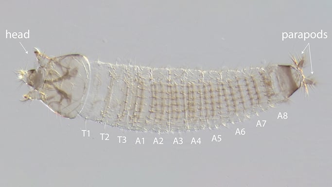 Fly embryo