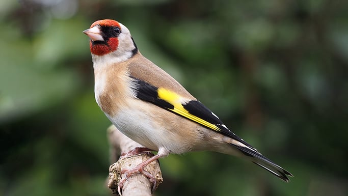 Goldfinch
