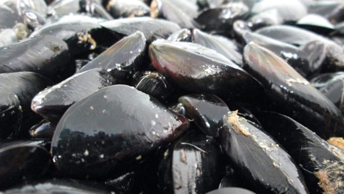 Mediterranean mussels