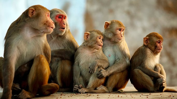 Rhesus macaque family