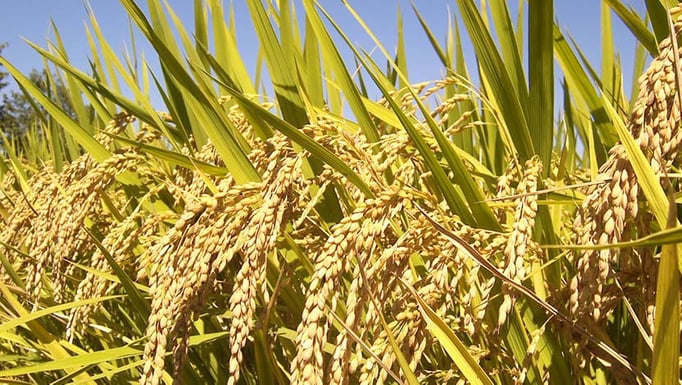 Rice plants
