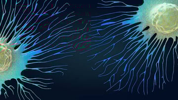 spreading cancer cells