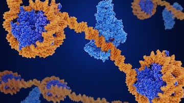 Image depicting DNA methylation, the main epigenetic modfication of DNA.