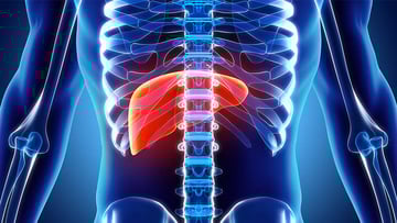 A liver and body illustration. Increased mitochondria and lipid turnover reduces risk for liver cancer