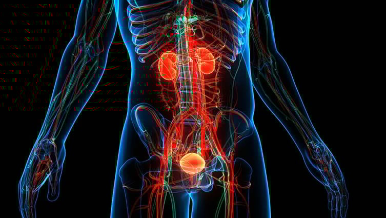 A 3d illustration of the human urinary system. Newly identified personalized immunotherapy combination treats an aggressive form of advanced prostate cancer