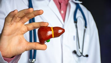 model of a liver