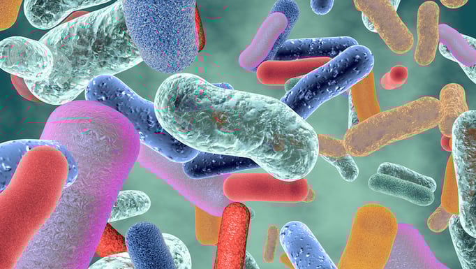 gut bacteria