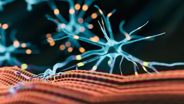 3d rendered image shown neuromuscular junction, where nerve end splits into several neural end plates on different muscle cells.
