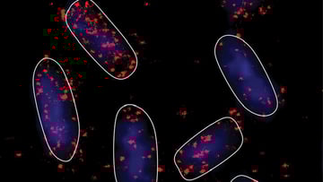 ecoli