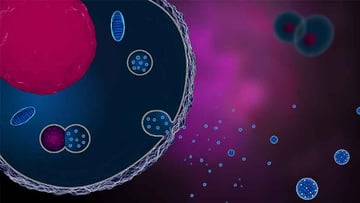 3-D rendering of a cell secreting exosomes