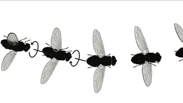 fly illustration