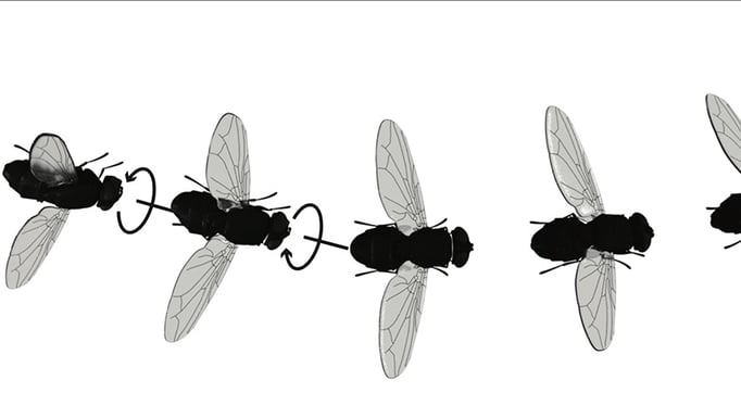 fly illustration