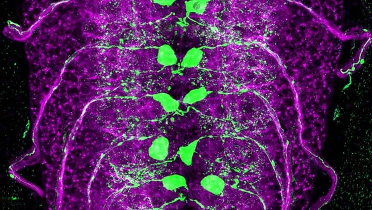 A fruit fly larval spinal cord.