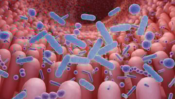Graphic image of the gut microbiome