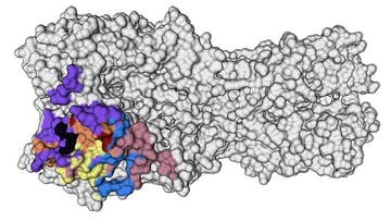 Hemagglutinin (HA), a protein on the surface of the influenza virus that attaches to receptors on host cells