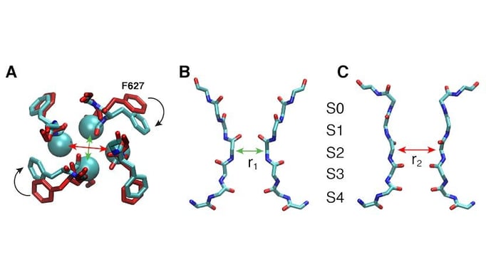 The spontaneous asymmetric constriction of the hERG channel’s selectivity filter, as revealed by molecular dynamics simulations.