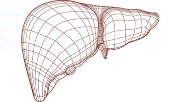 liver