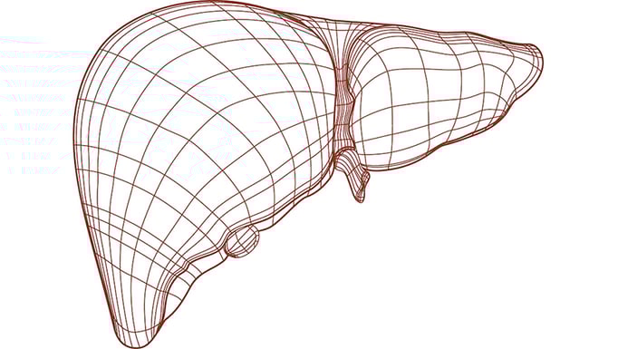 liver
