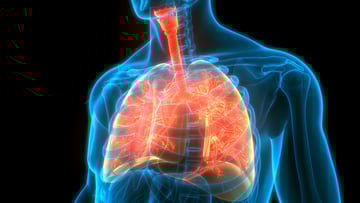 Illustration of human respiratory system