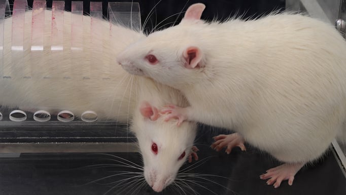 Uchicago Study Shows Bystander Effect Not Exclusive To Humans Uchicago Medicine