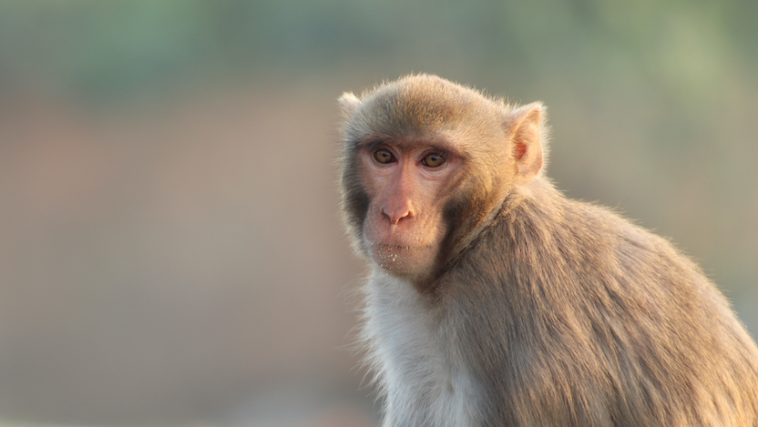 Rhesus monkey Rhesus monkey