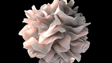 human dendritic cell