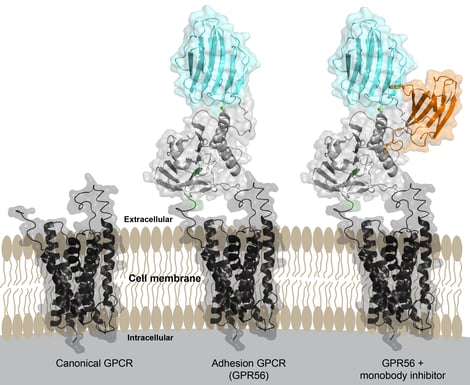 Protein Diagram