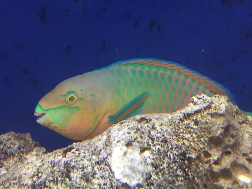 parrotfish