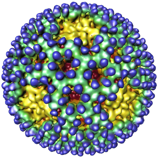 Reovirus