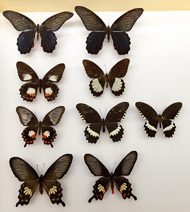 Swallowtail butterflies