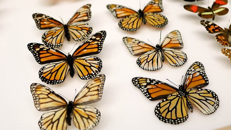 Monarch butterflies