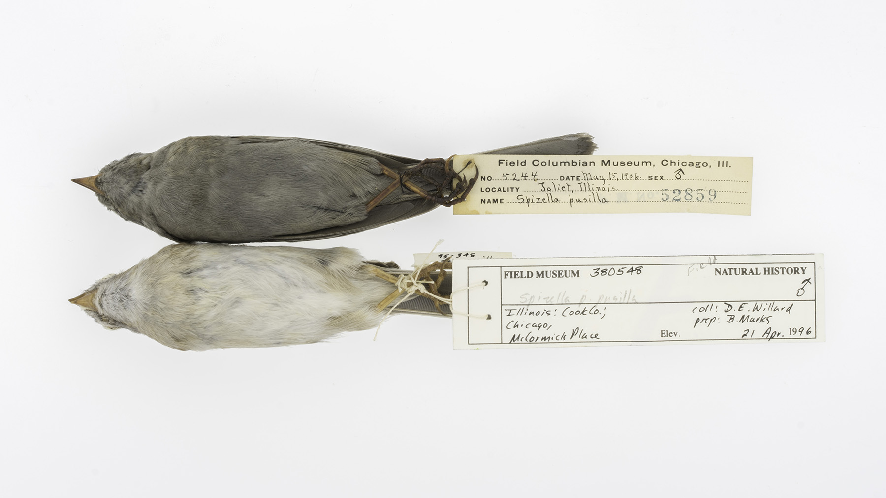 field-sparrows