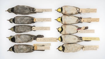 Horned larks