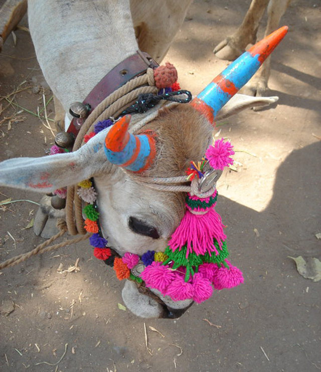A cow in rural India
