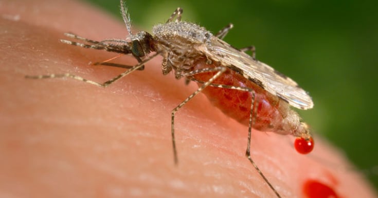 mosquito
