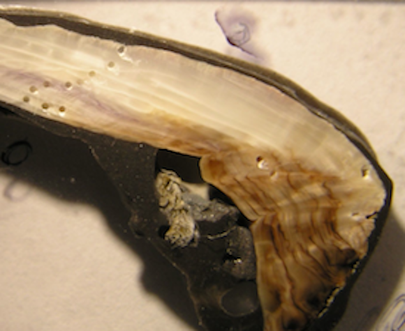 Mussel shell