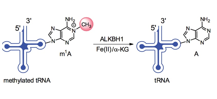 sciencelife enzyme