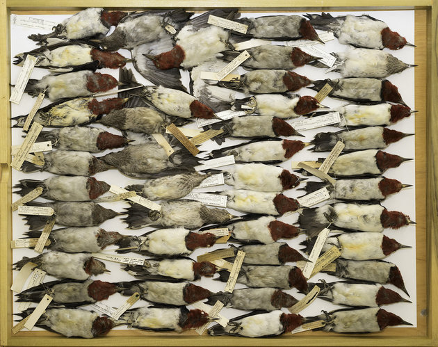 red-headed-woodpeckers-field-museum