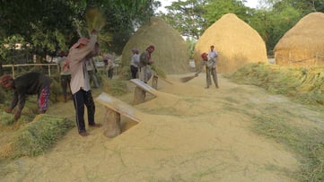 rice threshing